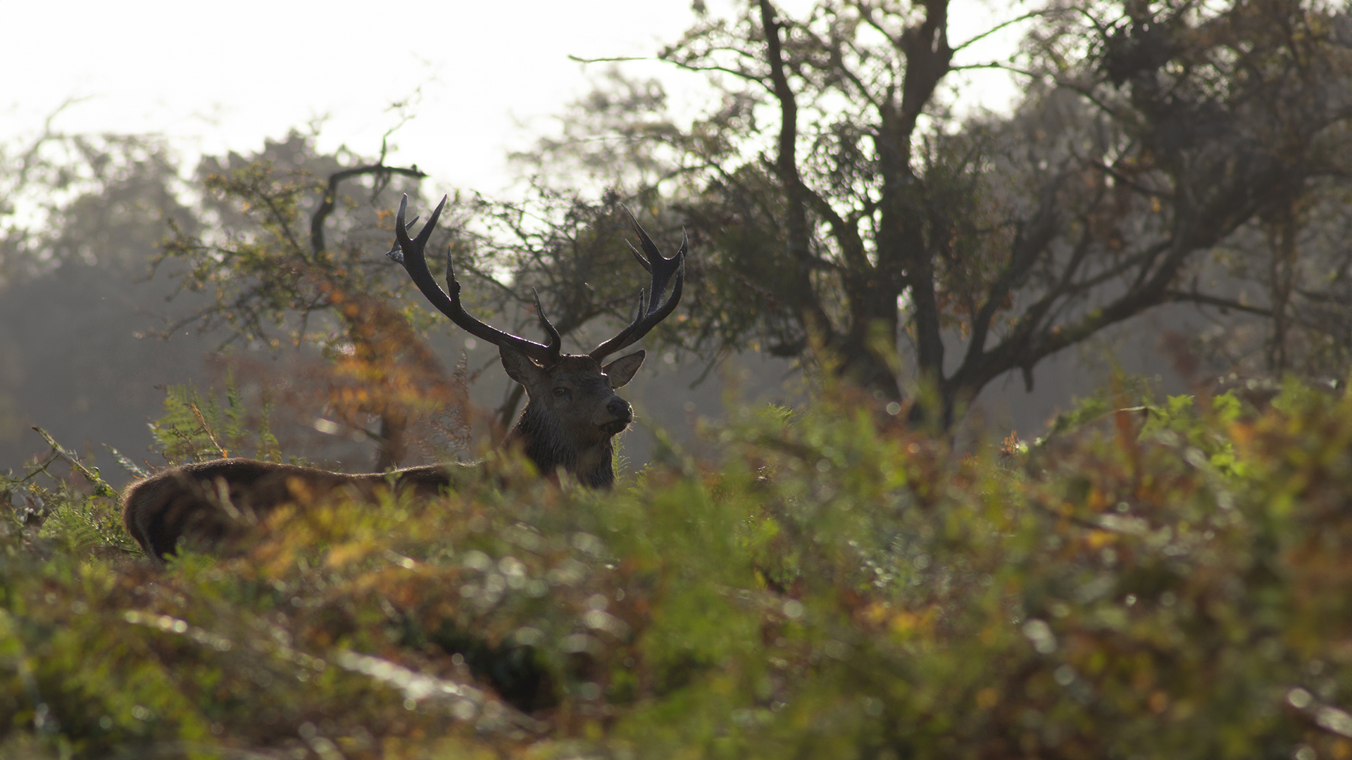 Fedt jagt billede af en kronhjort højest sansynligt fra noget efterårsjagt
